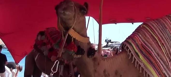 Ρεσιτάλ προκλητικότητας στη Μύκονο: Εφεραν… καμήλες από το Κουβέιτ για τη συναυλία του Ρέμου [βίντεο]